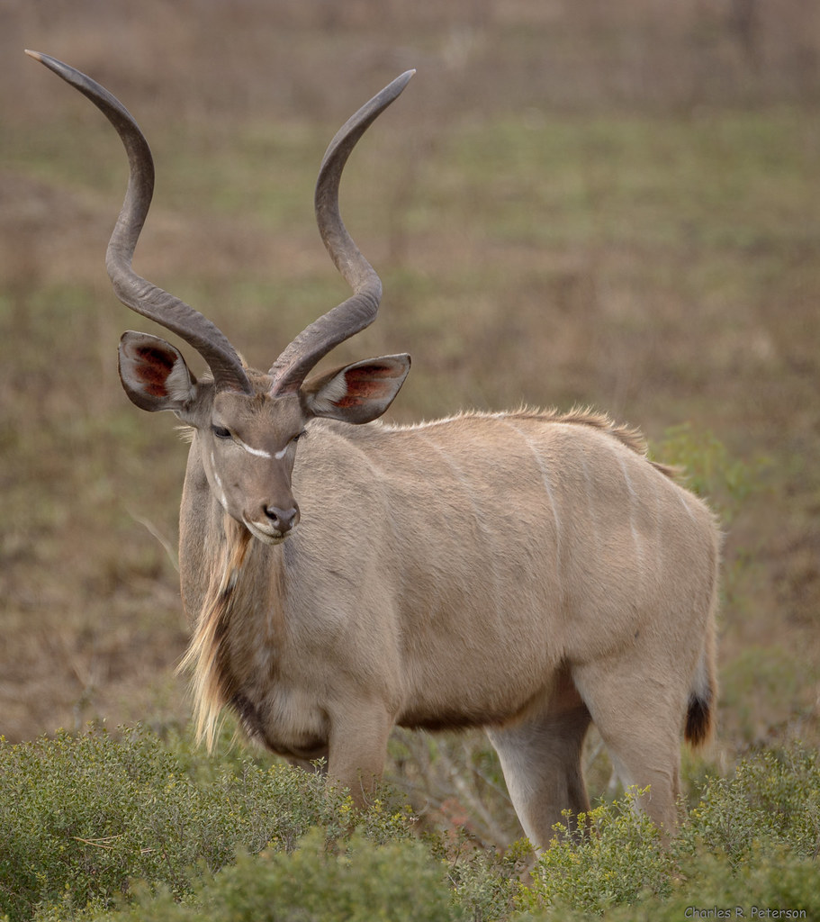 Leitfaden für Anfänger zur Jagd in Südafrika