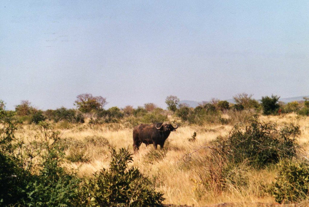 Bedste riffelkalibere til Cape Buffalo-jagt
