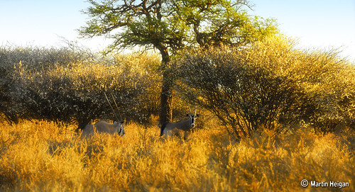 Bedste tidspunkt at jage Gemsbok i Kalahari
