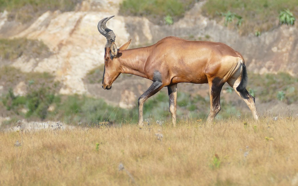 Ekspertguide til Red Hartebeest-jagt i Free State