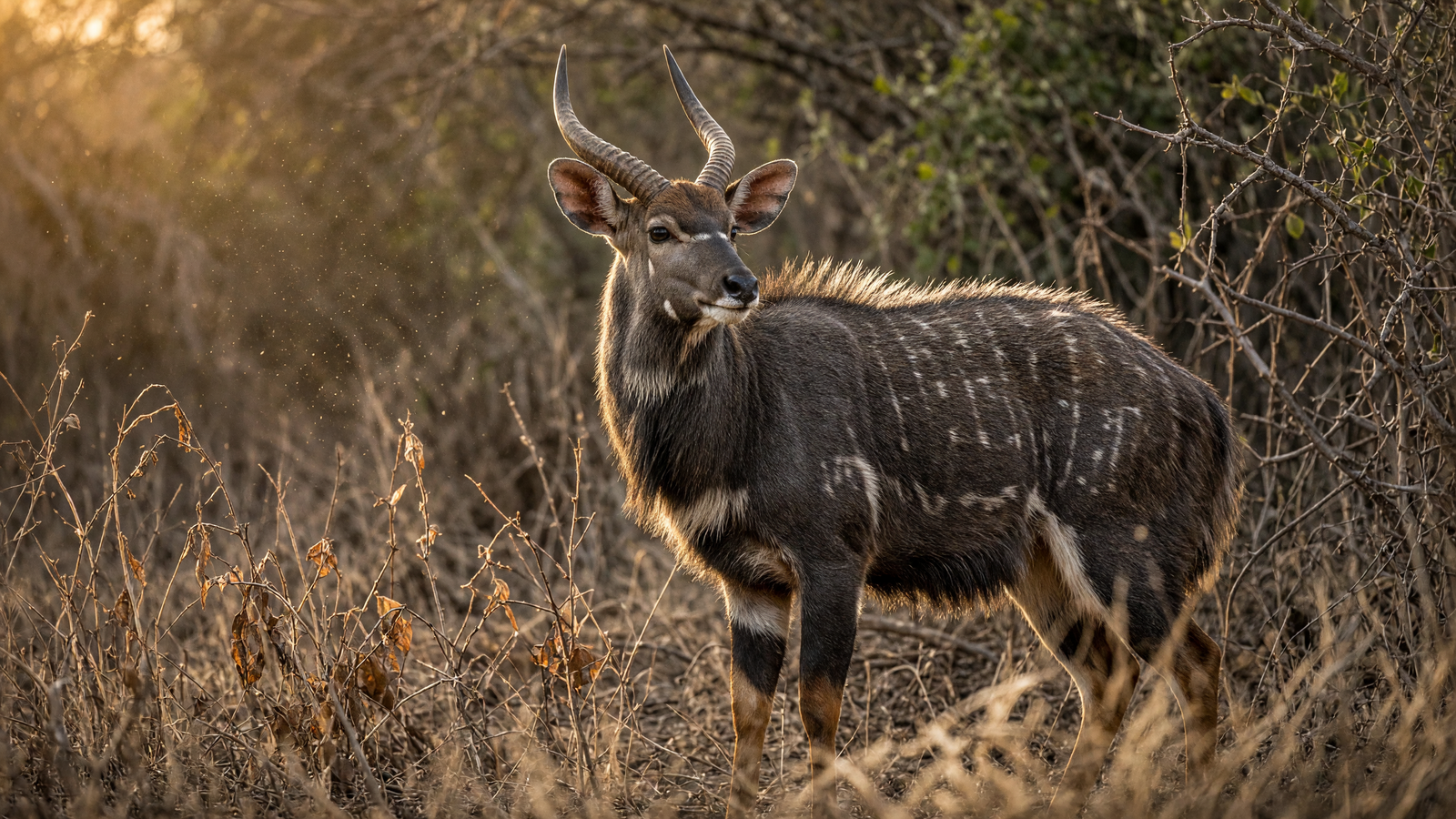 Ekspert Nyala Trophy-jagttips i KwaZulu-Natal