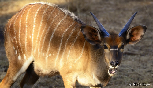 Expert Nyala Trophy Hunting Tips in KwaZulu-Natal