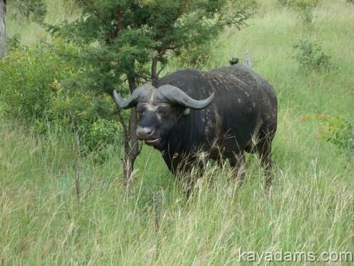 Flyv til Livingstone for din Zambia Buffalo Hunt