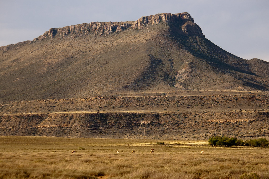 Flyv ind i Joburg til din første SA Safari