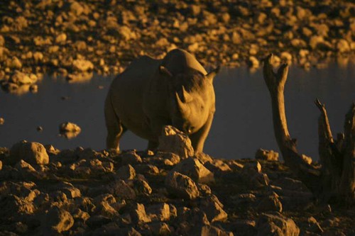 Hvordan jagt redder næsehorn i Namibia