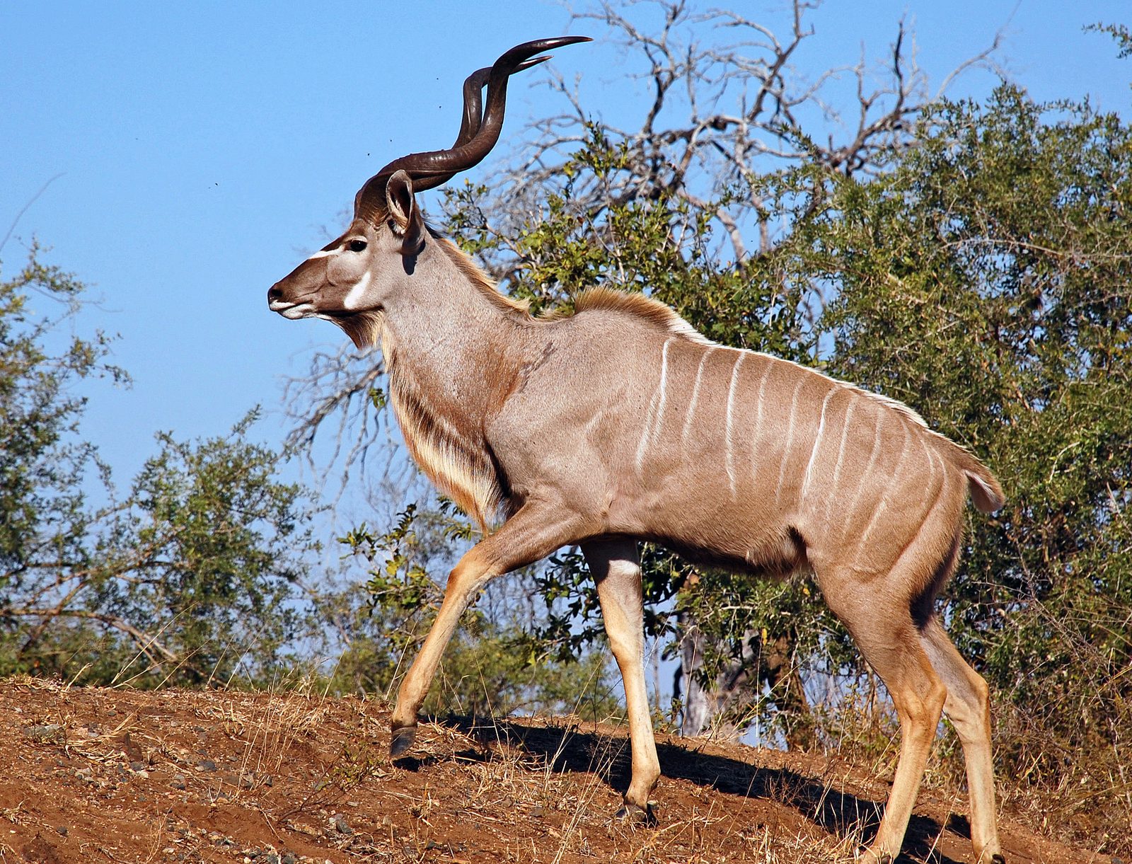 Kudu-jagttips til Limpopo Bushveld succes