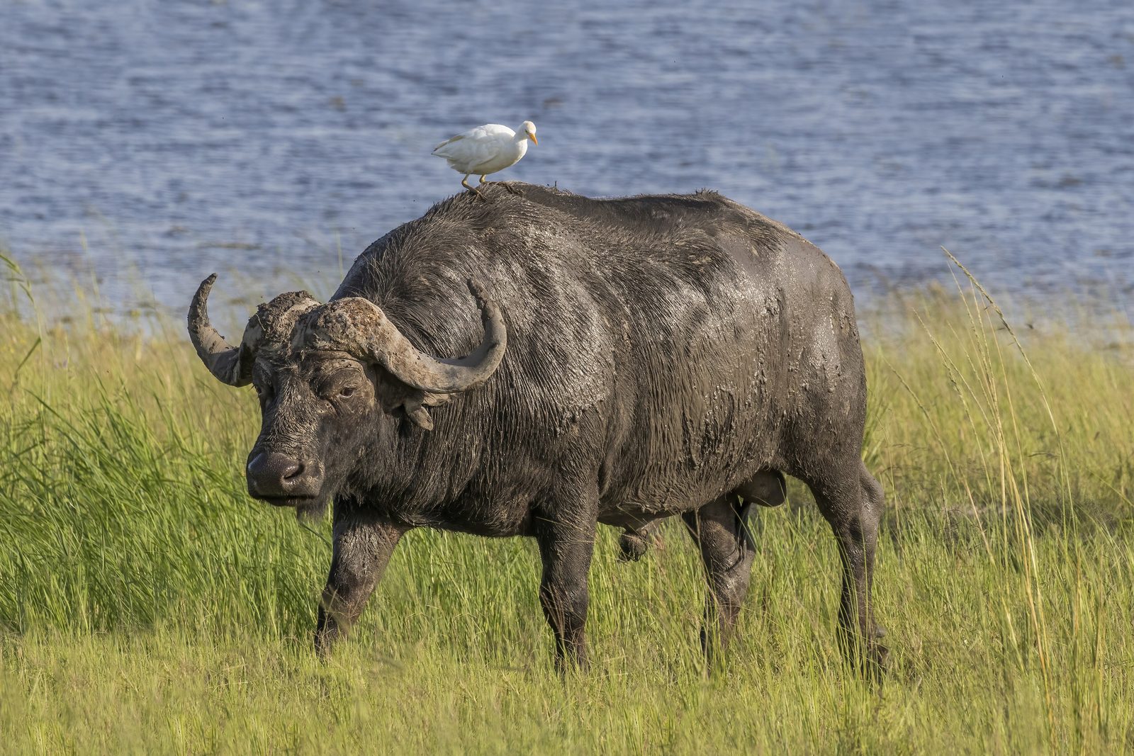 Jagtguide til Luangwa Valley Buffalo: Zambia Safari