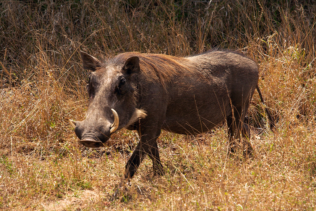 Mestring af vortesogjagter i SA Bushveld