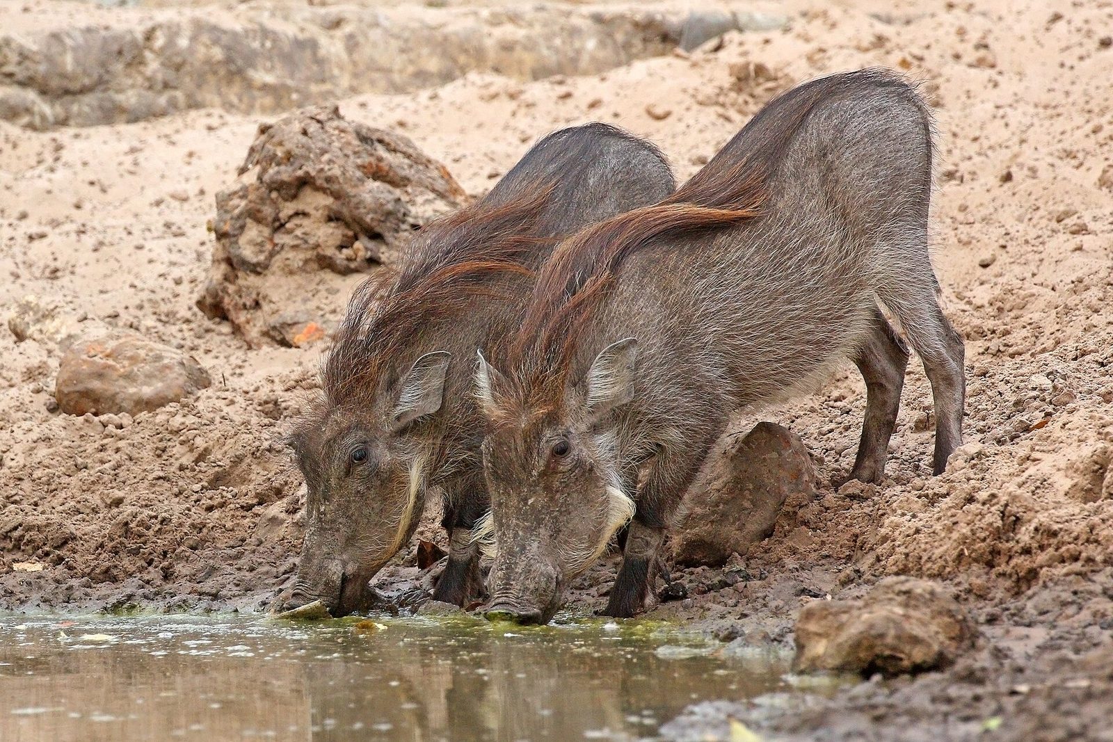 Summer Waterhole Tactics for Bowhunting Warthogs
