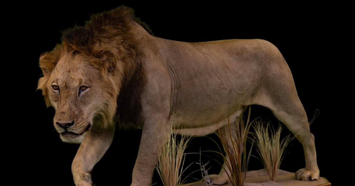 Highveld Taxidermists — Johannesburg, South Africa