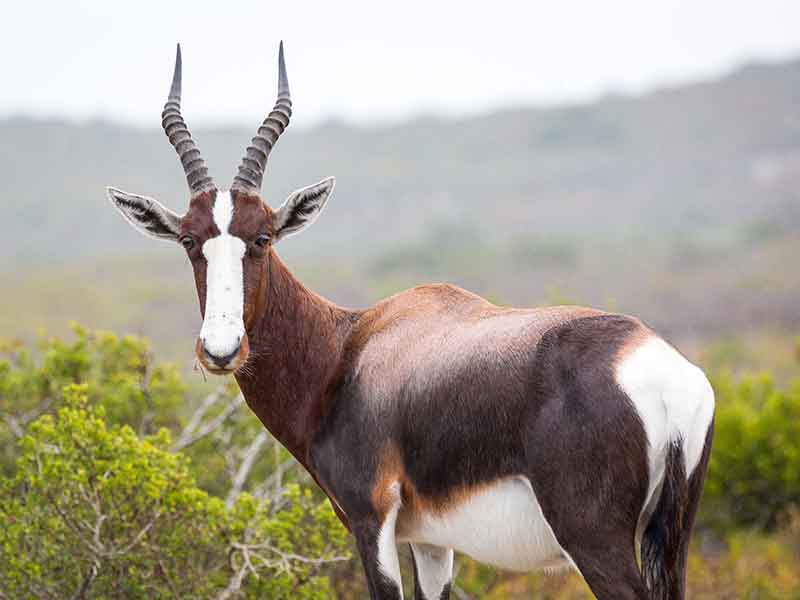 Photo of Bontebok