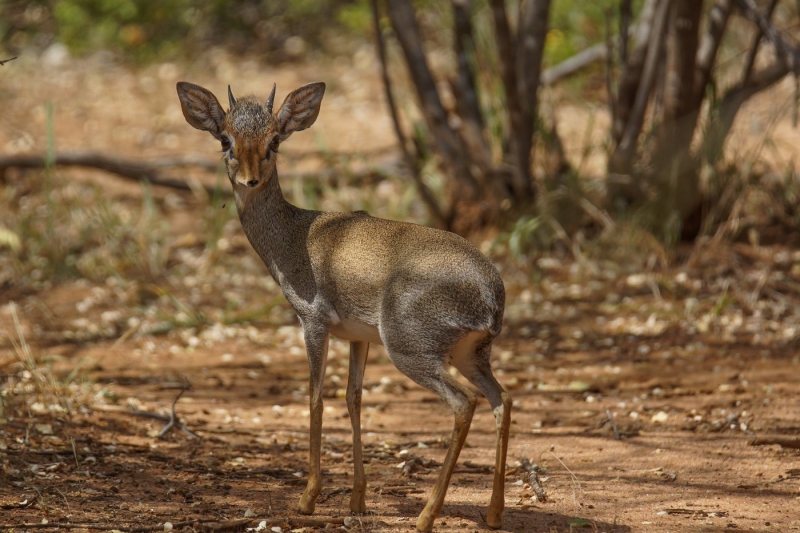 Photo of Guenther's Dik-dik