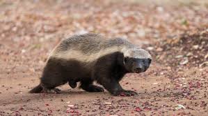 Photo of Honey Badger