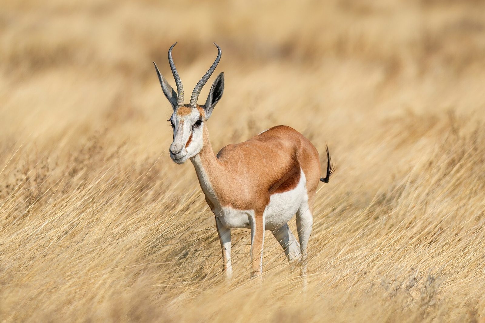 Photo of Springbok