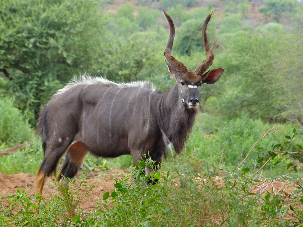 Photo of Nyala
