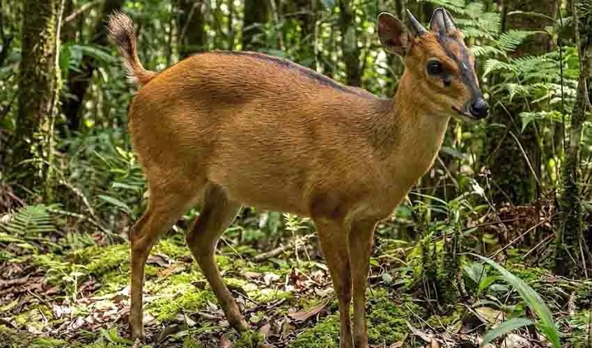 Photo of Ogilby's Duiker
