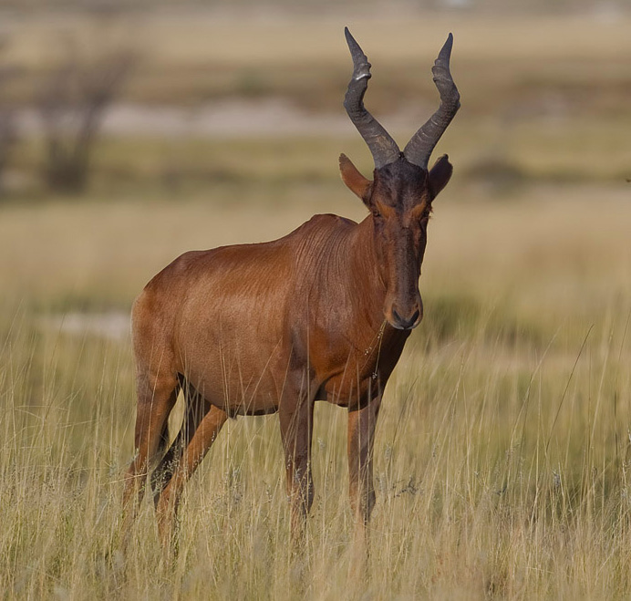 Photo of Red Hartebeest