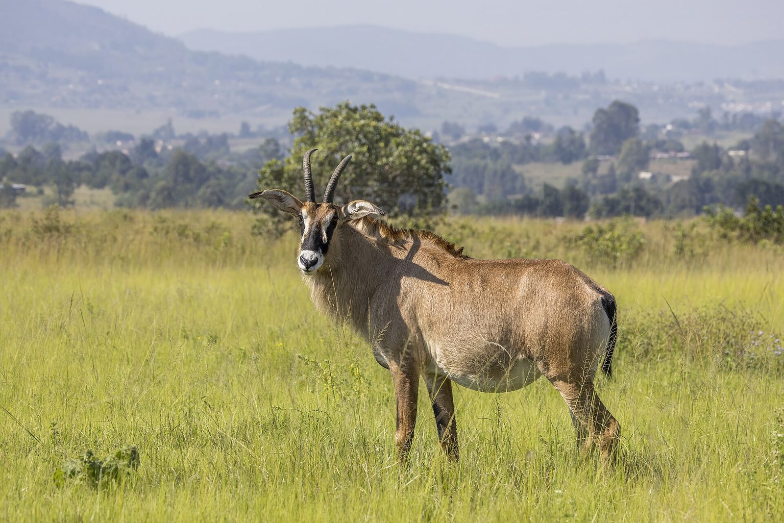 Photo of Roan Antelope