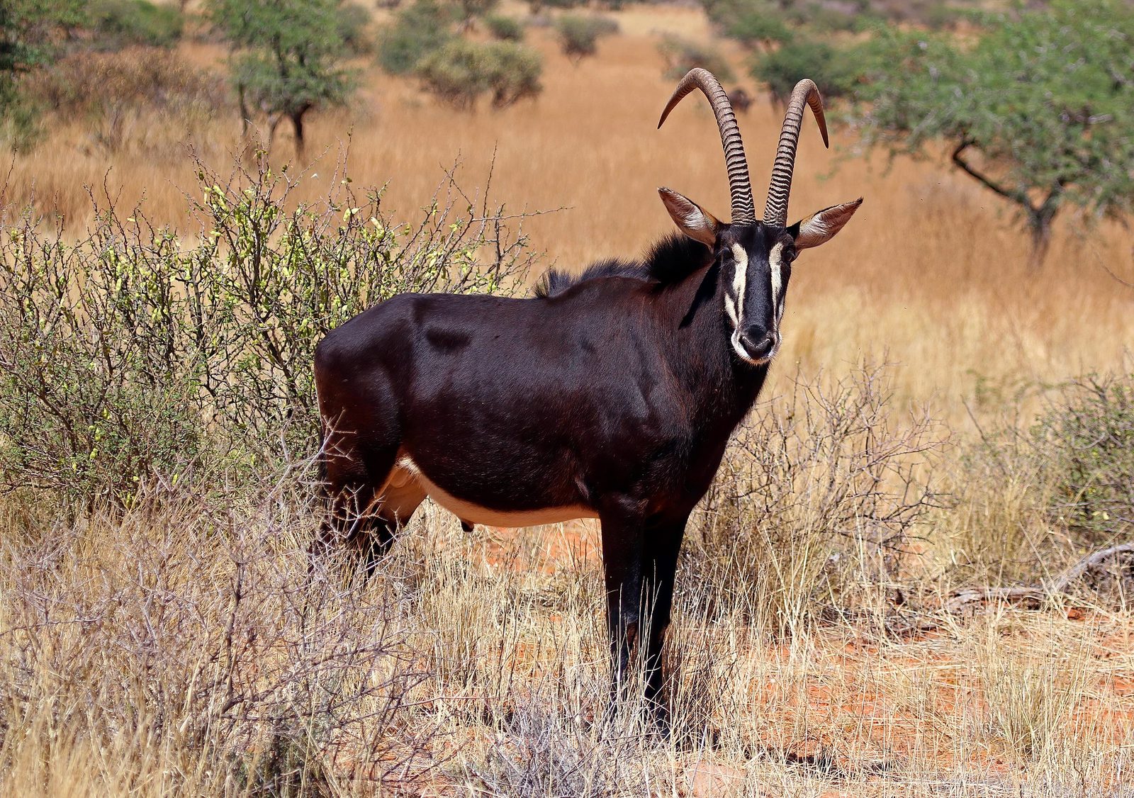 Photo of Sable Antelope