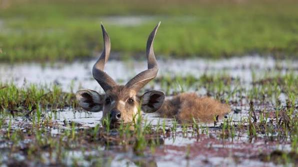 Photo of Sitatunga