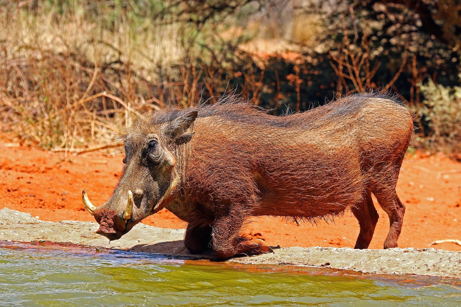 Photo of Warthog