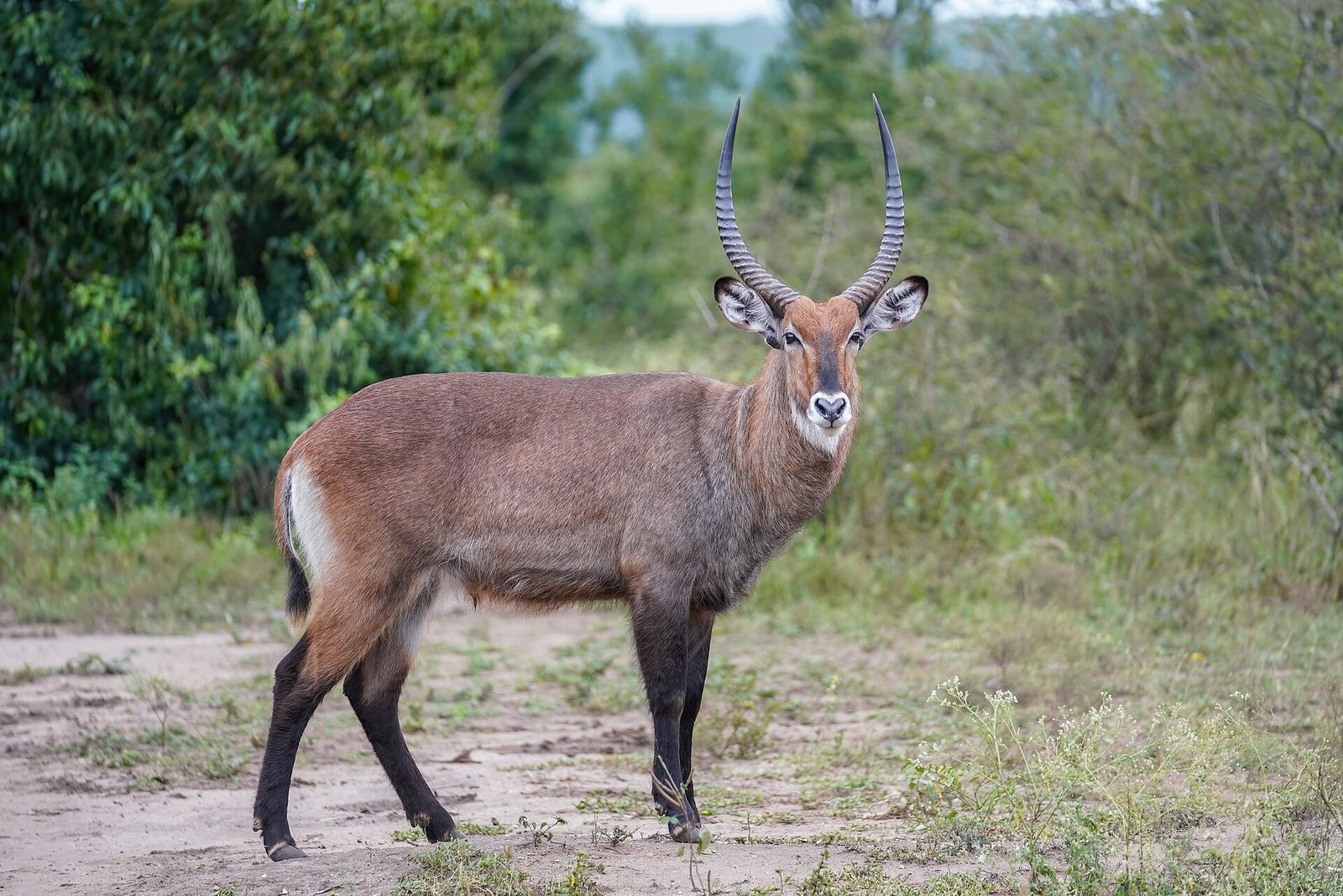 Photo of Waterbuck