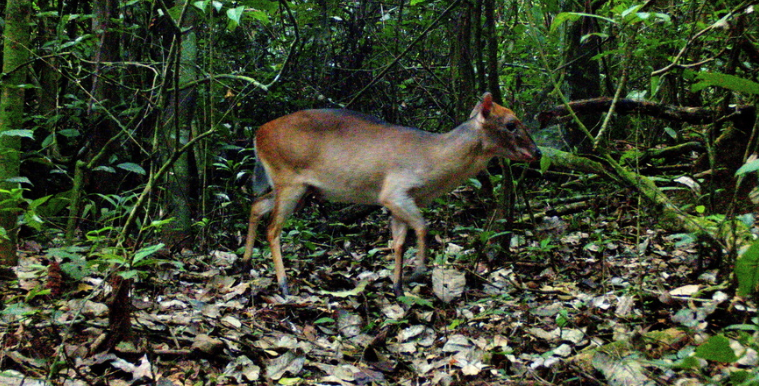 Photo of White-Bellied Duiker