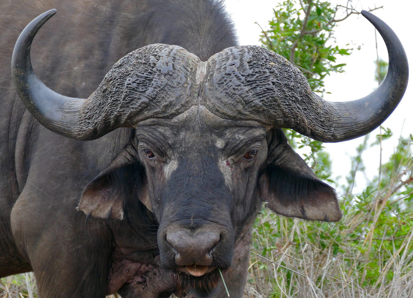 African Buffalo (Syncerus caffer) bull — Angola Buffalo — 14 Days, Angola hunt package
