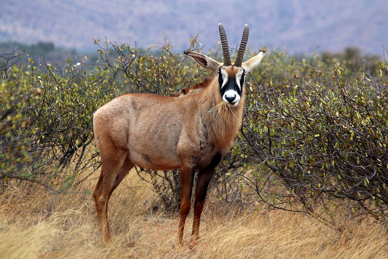 Roan in habitat — Cuando Cubango Plains — 10 Days, Angola hunt package