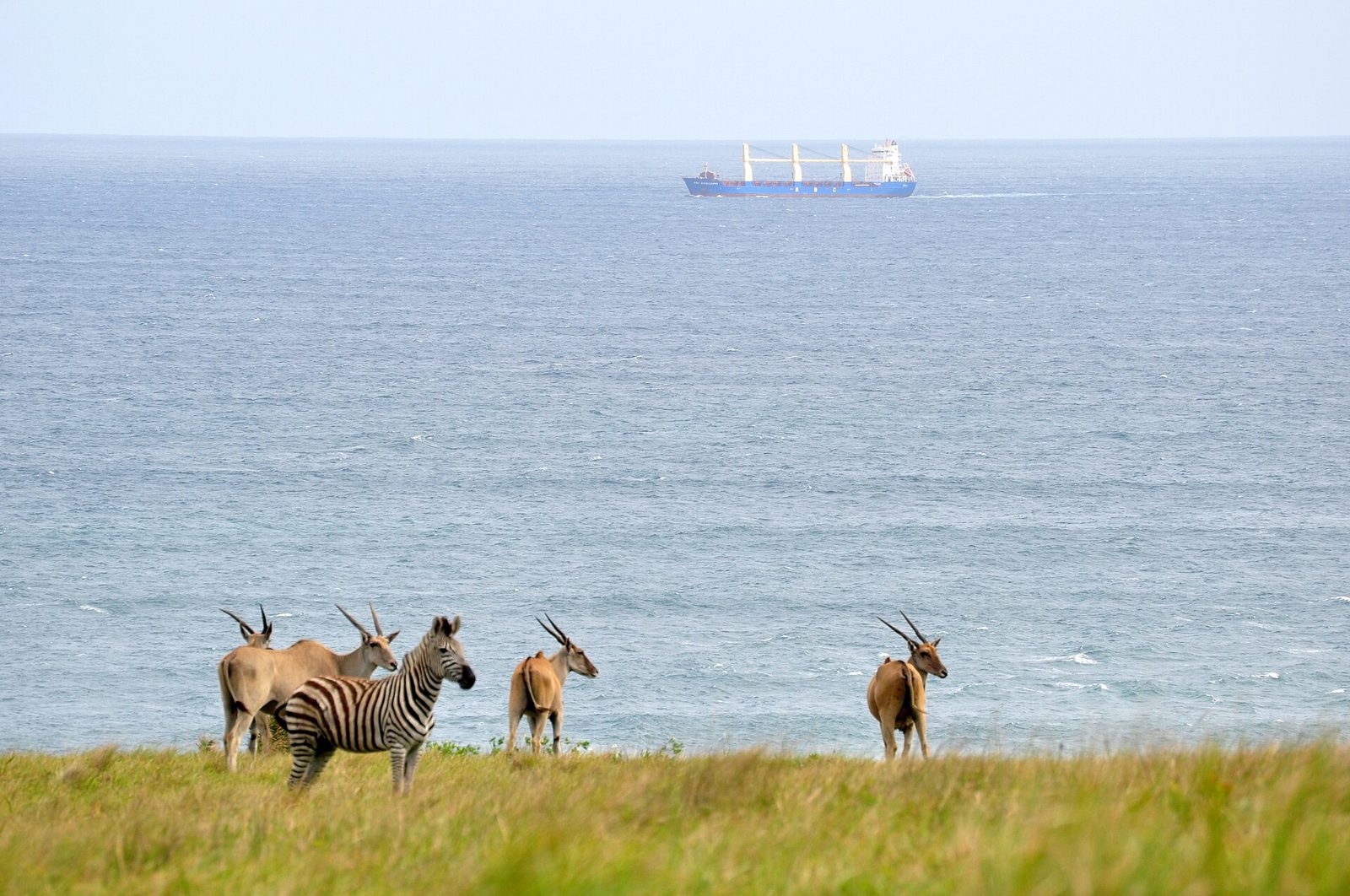Cargo ship and african wildlife — Huíla Highland Plains — 8 Days, Angola hunt package