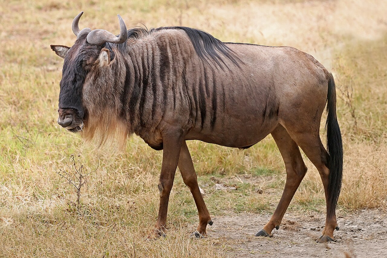 Blue Wildebeest in habitat — Mavinga Plains — 10 Days, Angola hunt package