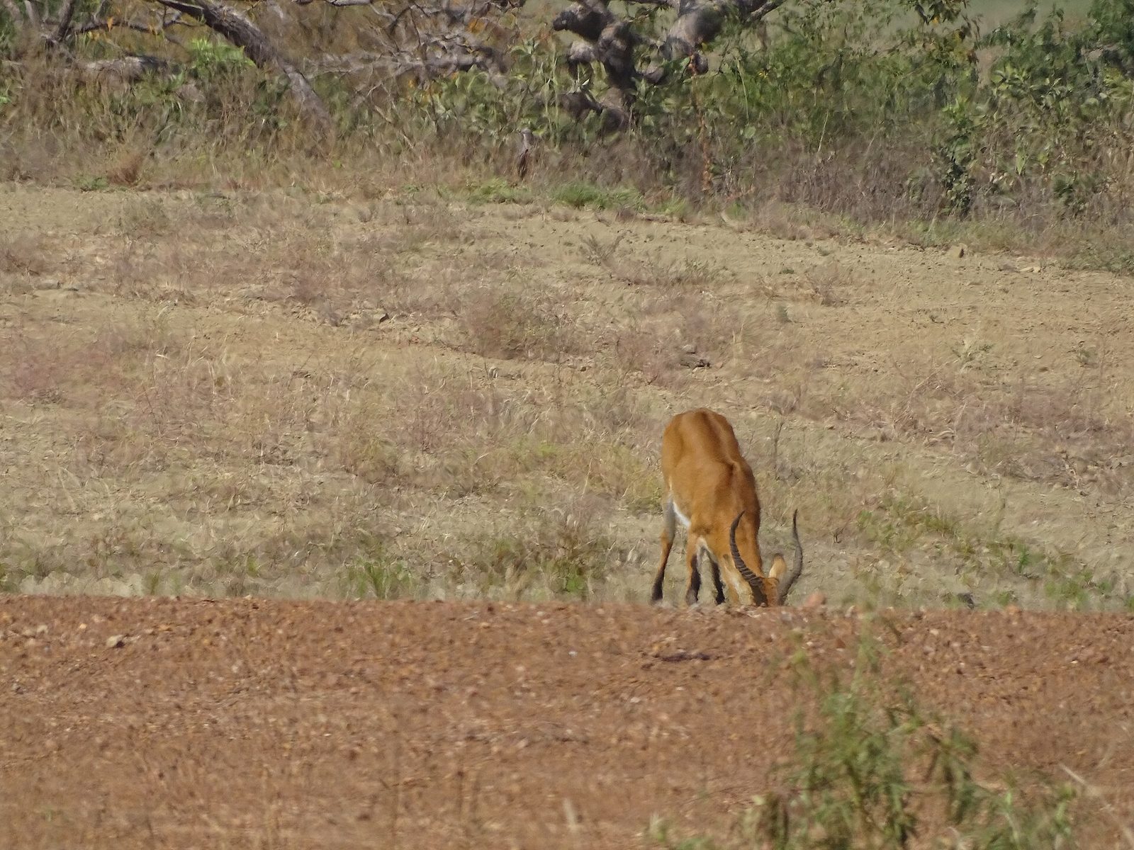 Cob de buffon — Benin Northern Plains — 10 Days, Benin hunt package