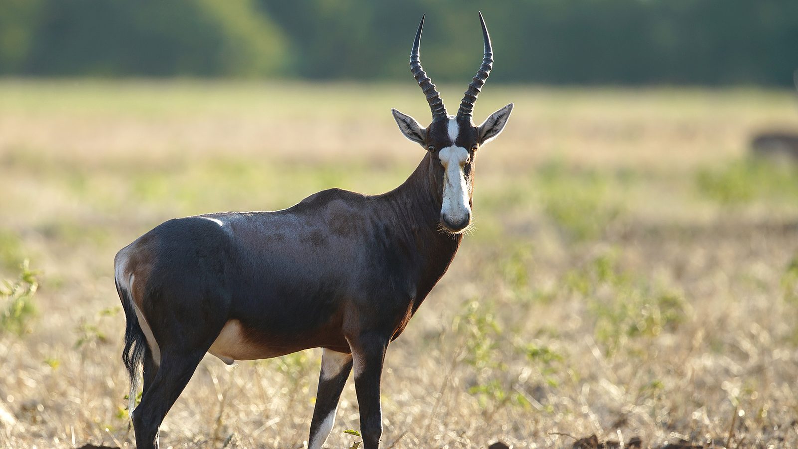 Photo of Blesbok