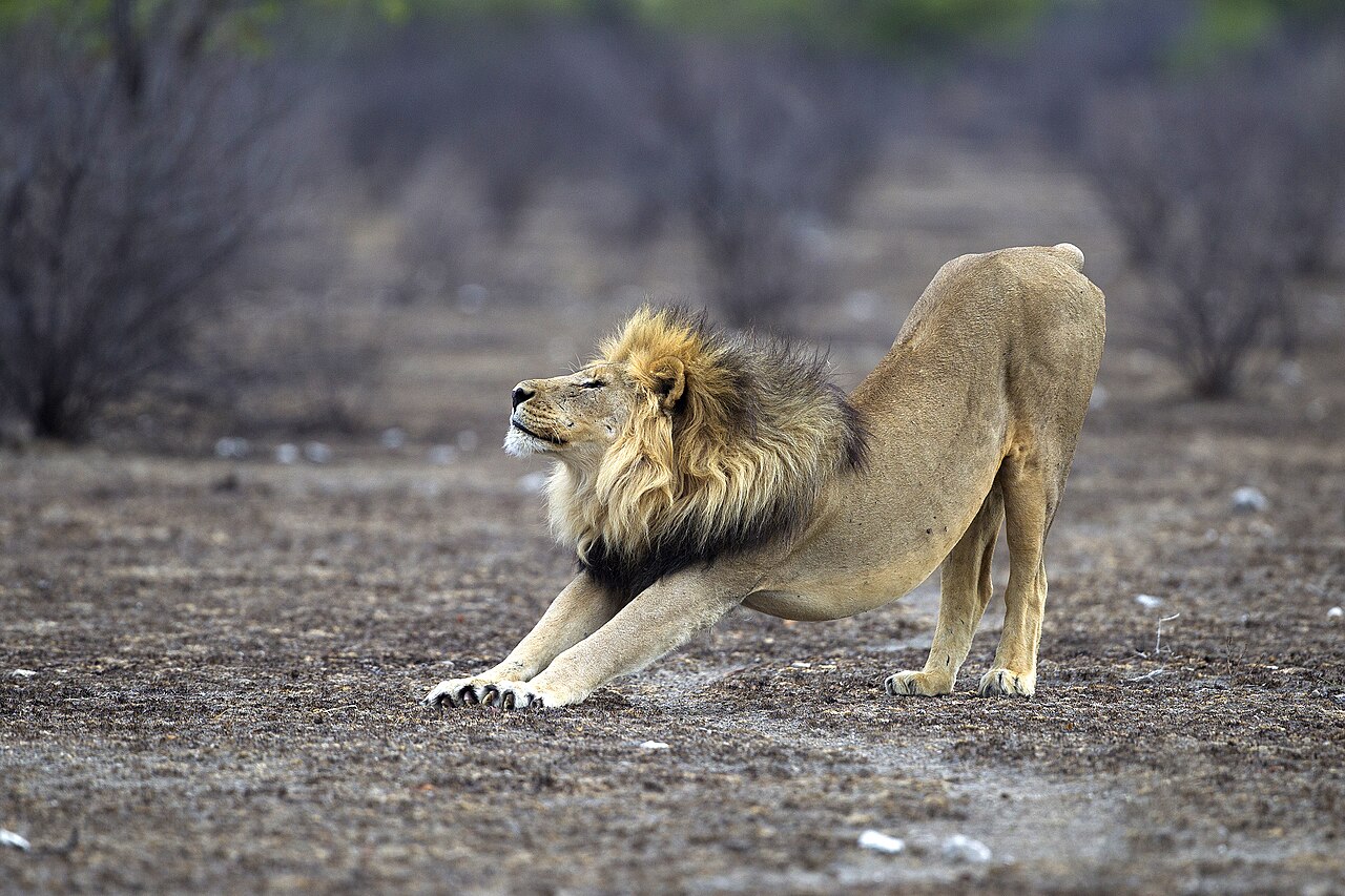 Lion in habitat — Botswana Lion — 14 Days, Botswana hunt package