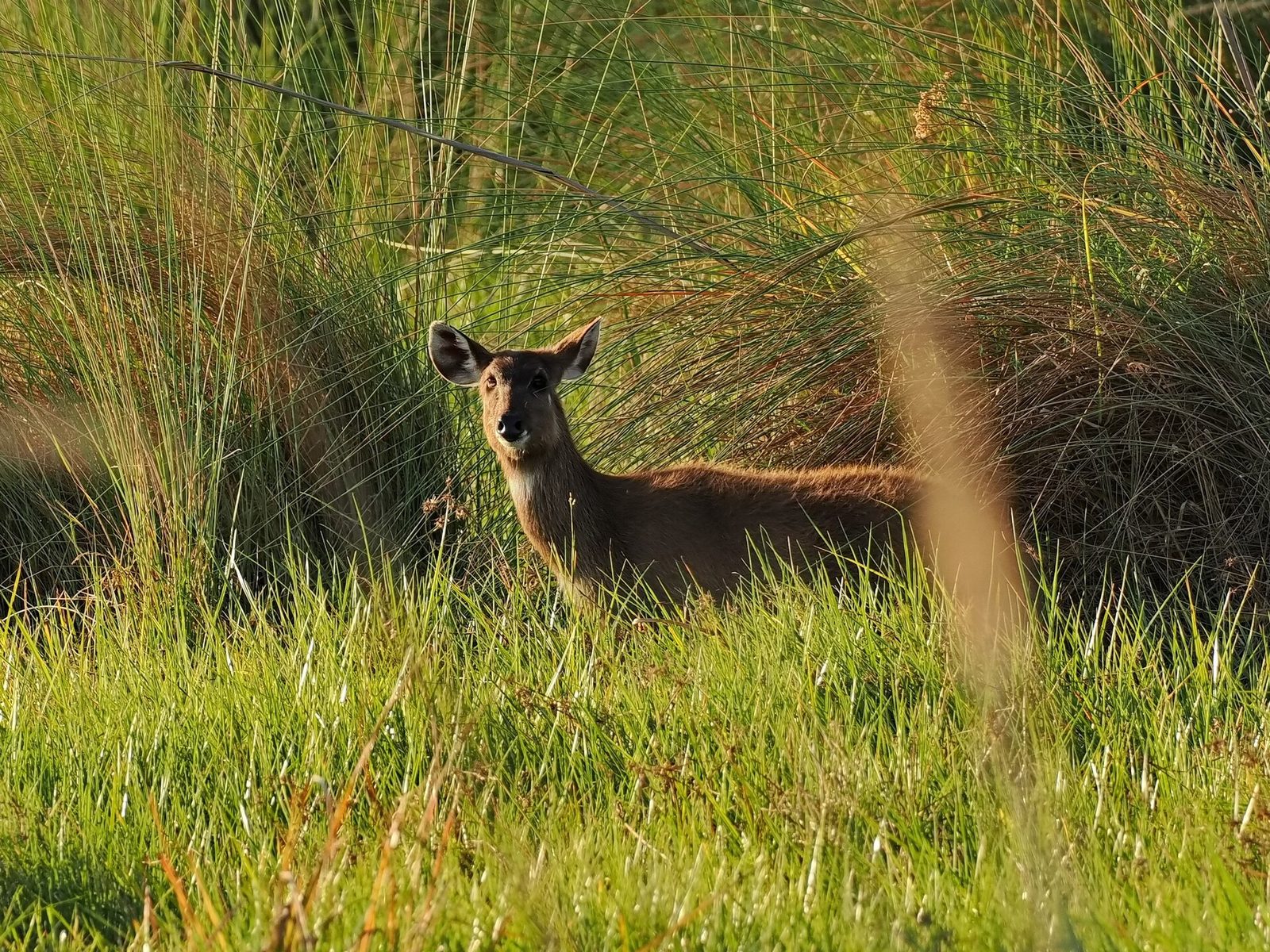 Tragelaphus spekii selousi 225651924 — Okavango Sitatunga — 8 Days, Botswana hunt package