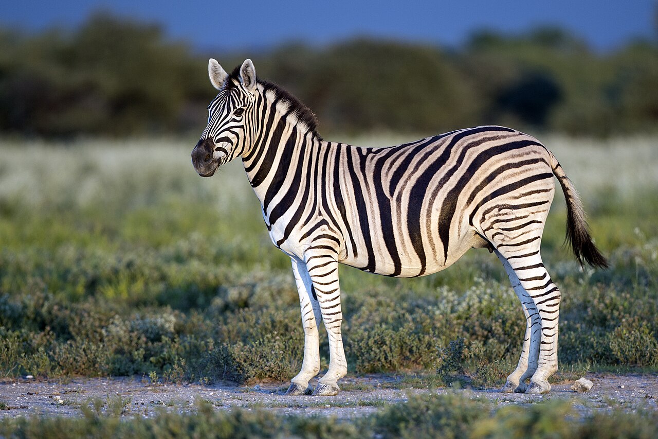 Burchell's Zebra in habitat — Botswana Sable — 10 Days, Botswana hunt package