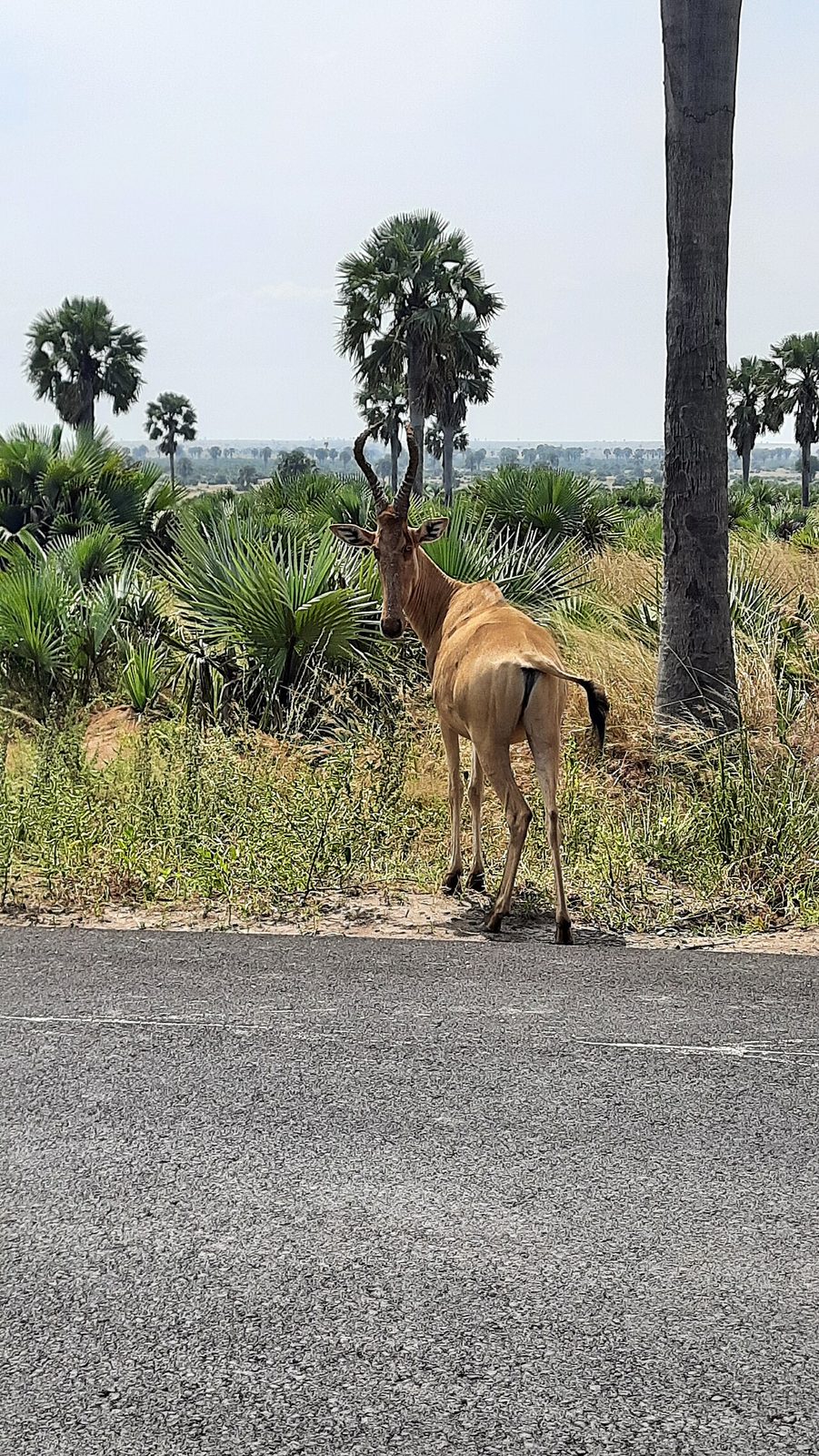 Photo of Lelwel Hartebeest