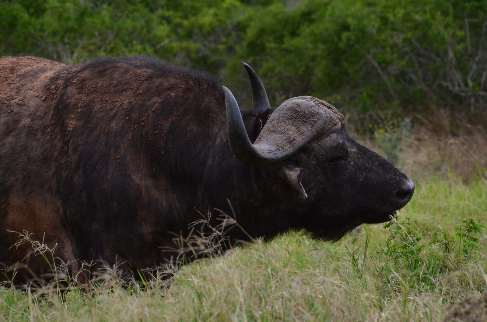 Cape Buffalo — Mozambique Buffalo — 14 Days, Mozambique hunt package