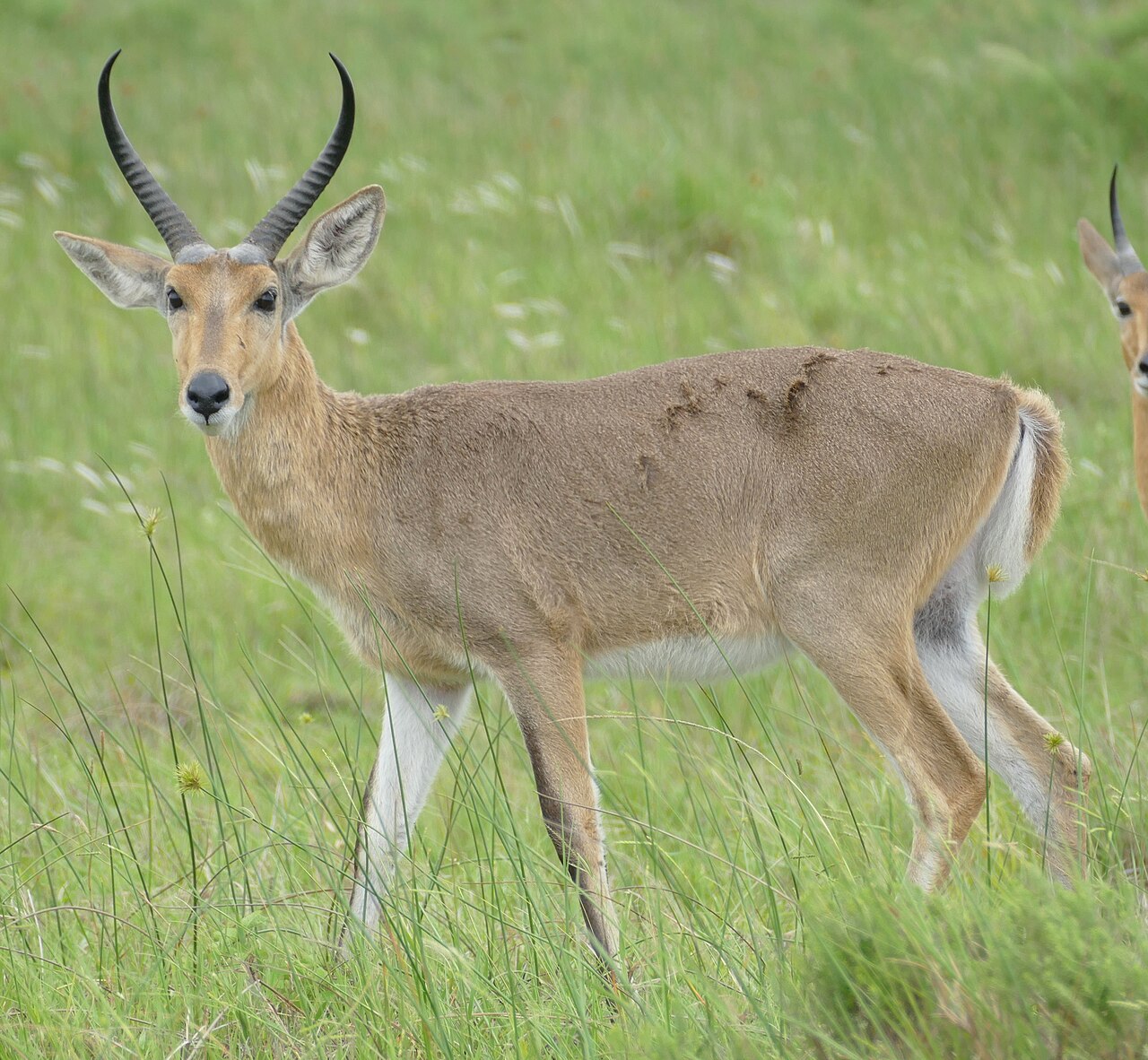 Common Reedbuck in habitat — Coastal Reedbuck — 7 Days, Mozambique hunt package