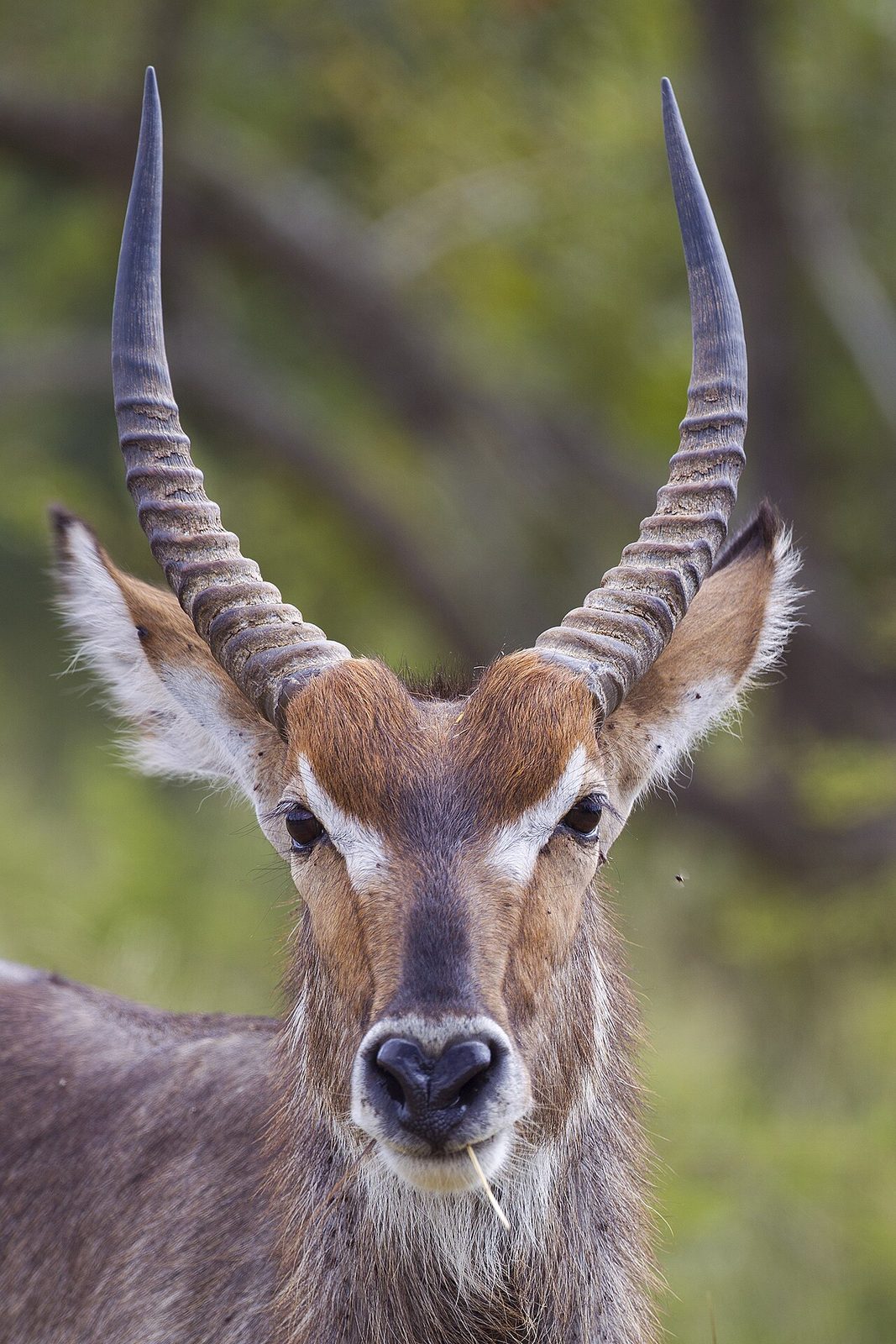 Waterbuck in habitat — Coutada Plains — 10 Days, Mozambique hunt package
