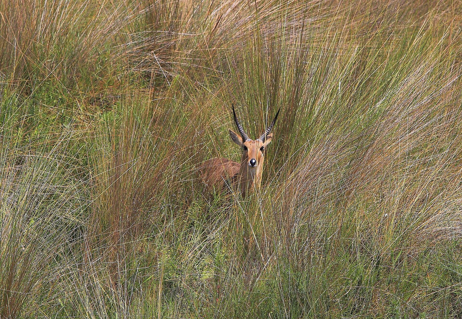 Großriedbock IMG 0077 — Sofala Bow Reedbuck — 7 Days, Mozambique hunt package