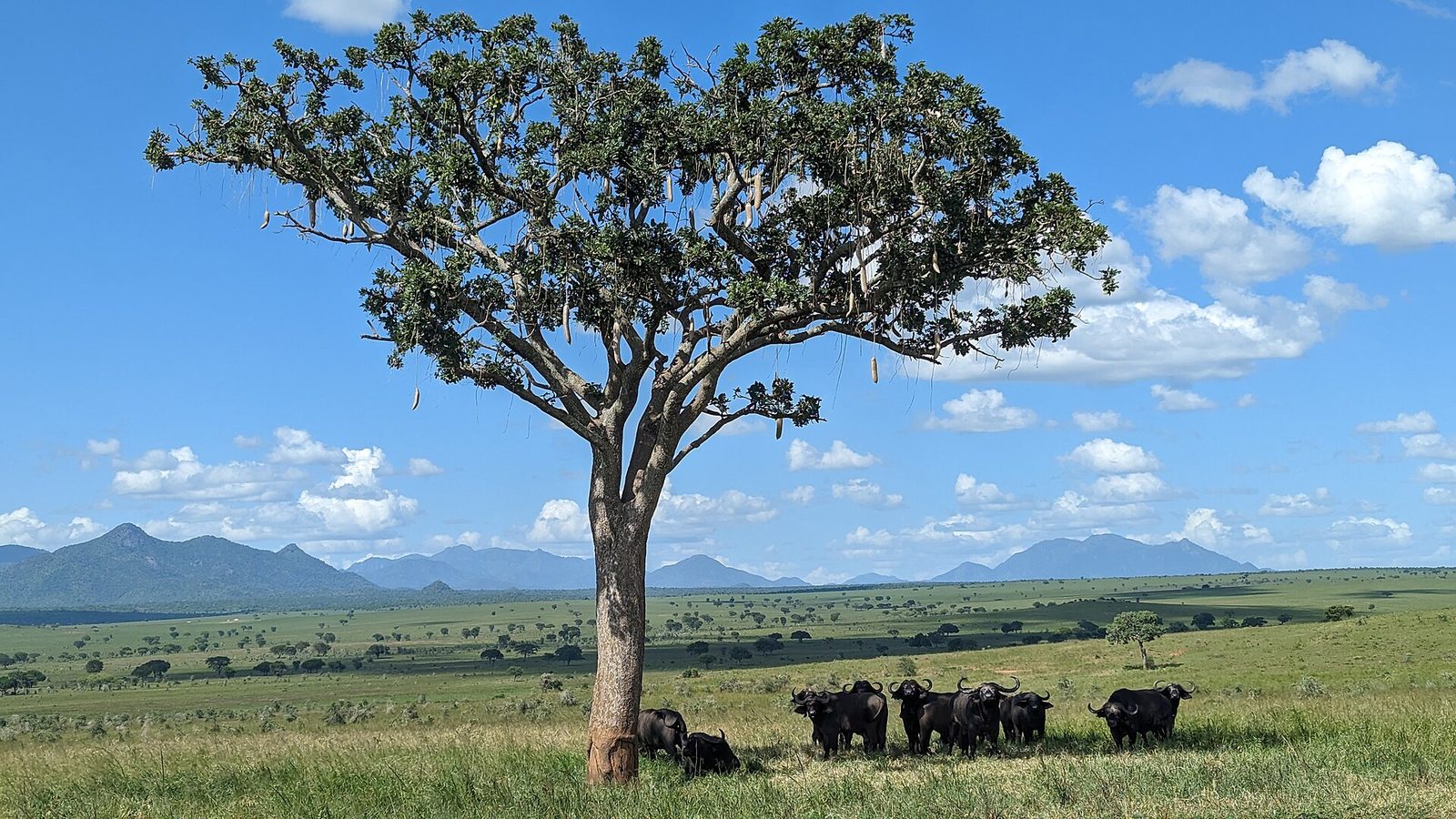 Buffaloes in Kidepo Valley National Park 04 — Tete Buffalo Plains — 12 Days, Mozambique hunt package