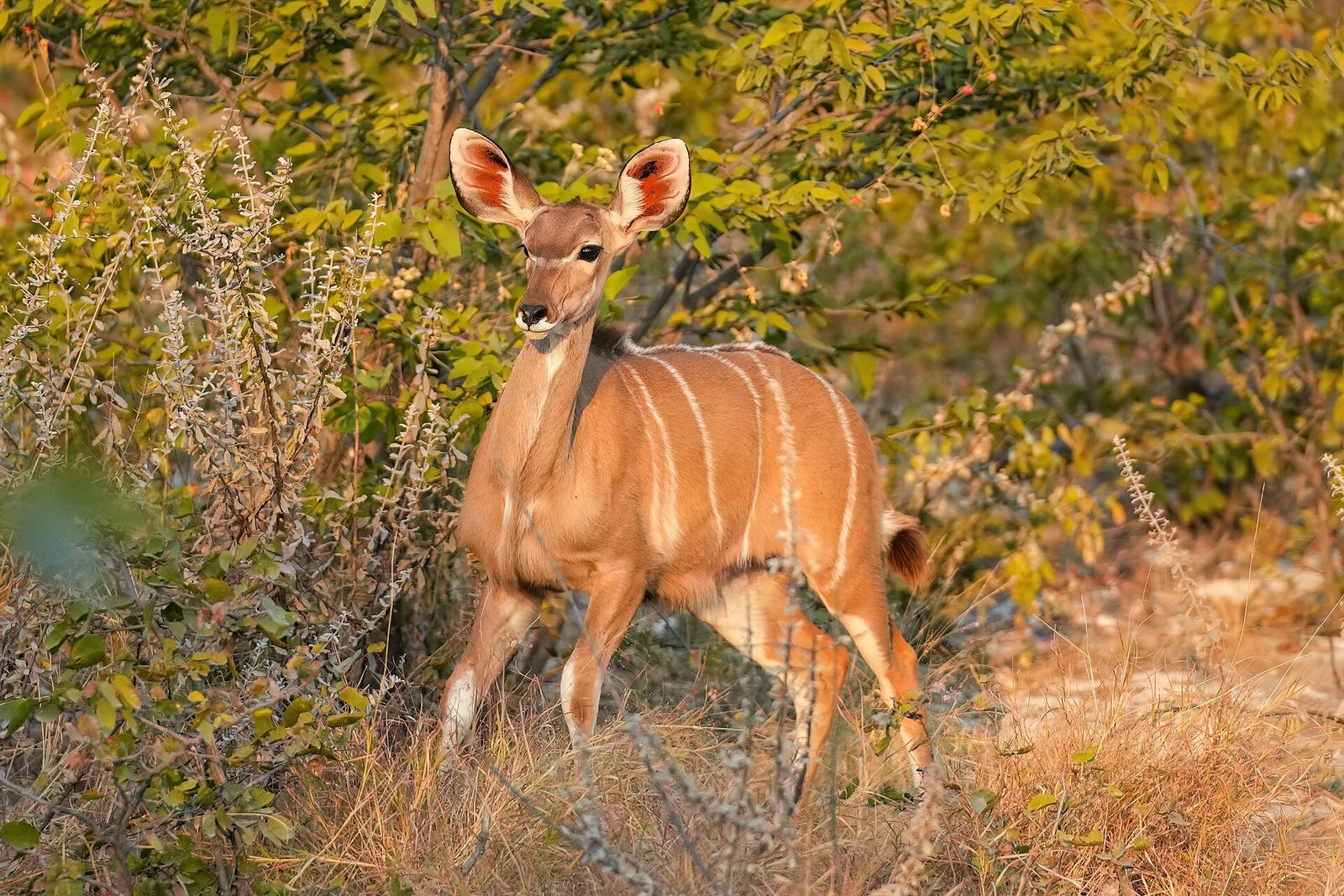 200 Female Greater kudu in Etosha National Park Photo by Giles Laurent — Namibia Bow Plains — 7 Days, Namibia hunt package