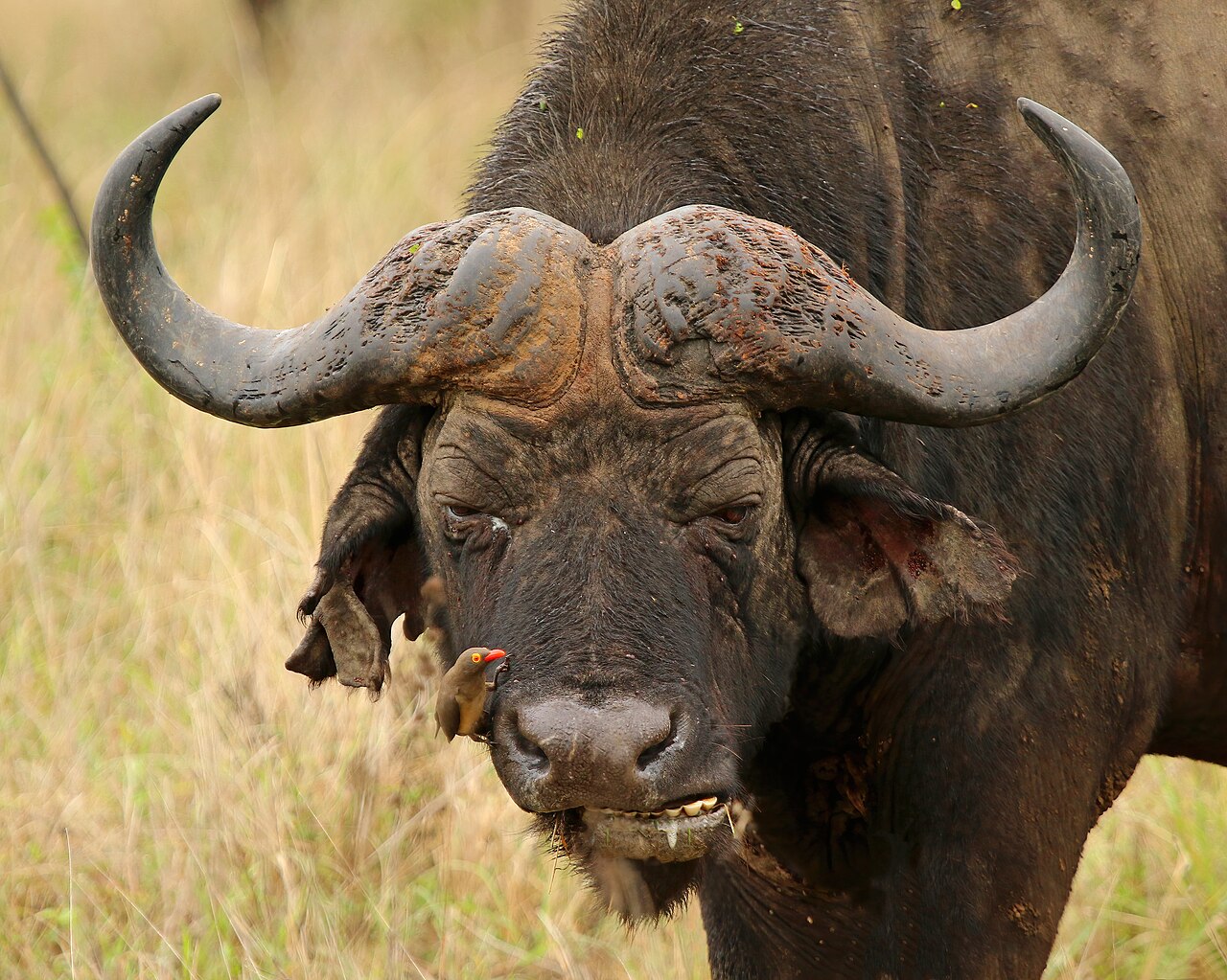 Cape Buffalo in habitat — Namibia Buffalo Intro — 10 Days, Namibia hunt package