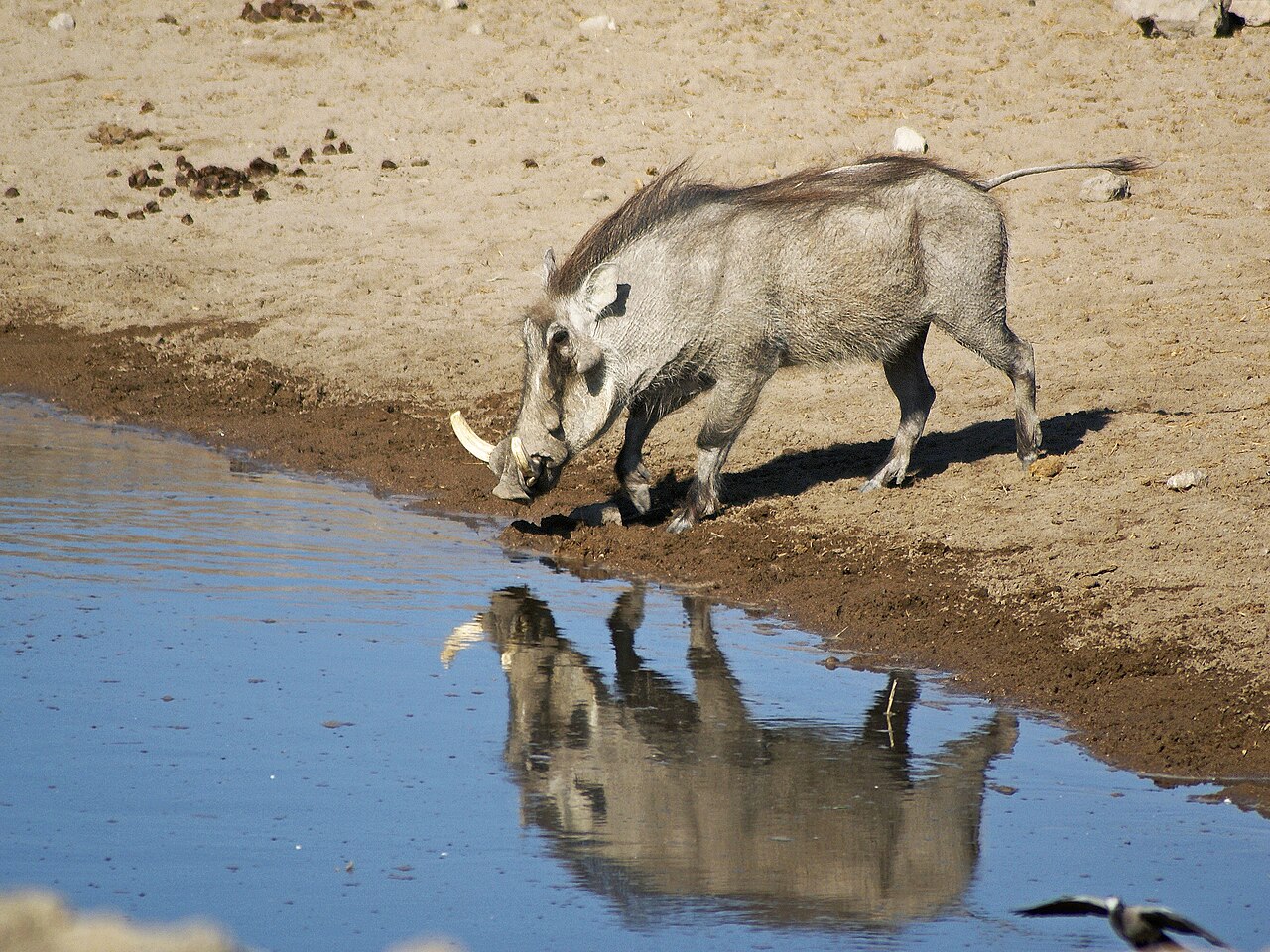 Warthog in habitat — Namibia Buffalo Intro — 10 Days, Namibia hunt package
