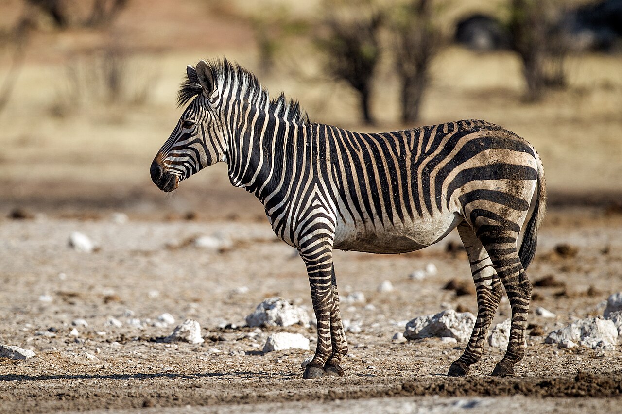 Hartmann's Mountain Zebra in habitat — Namibia Damara Specialty — 8 Days, Namibia hunt package
