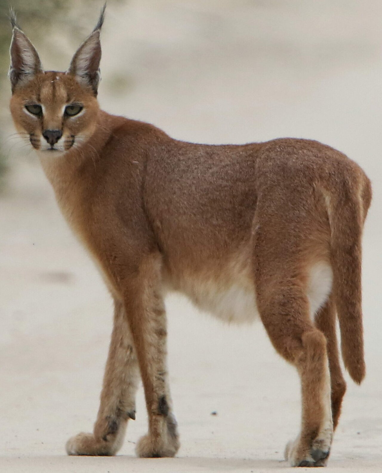 Sand road at dawn — Namibia Desert Specialty — 5 Days, Namibia hunt package
