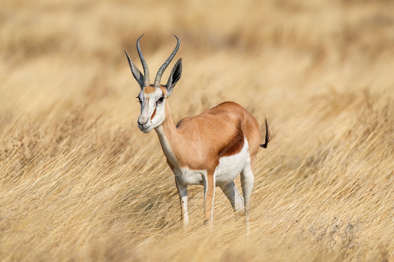 Springbok in habitat — Namibia Family Plains — 10 Days, Namibia hunt package
