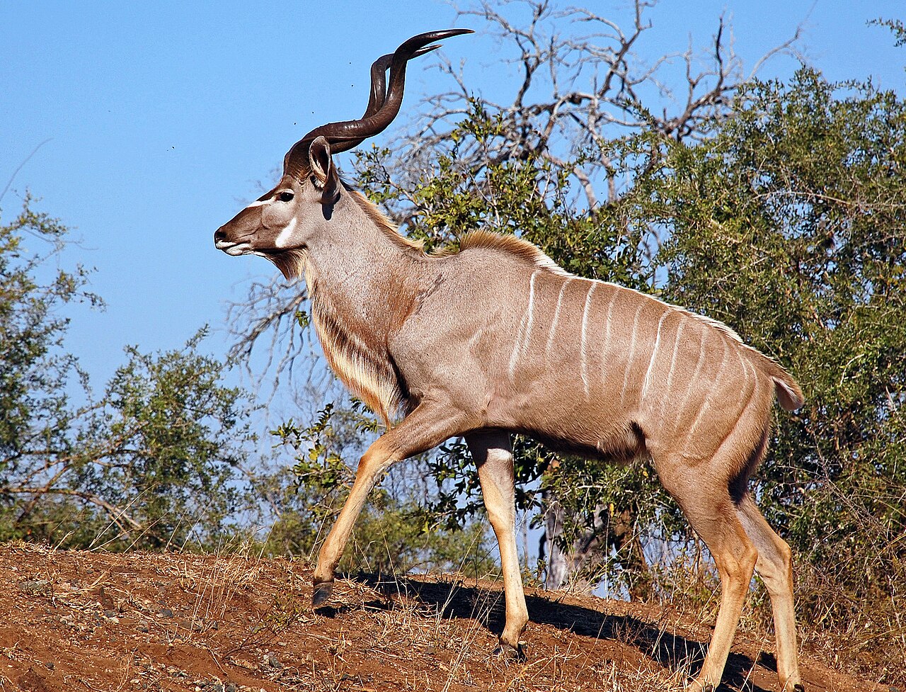Kudu bull in bushveld — Namibia Plains Game — 7 Days, Namibia hunt package