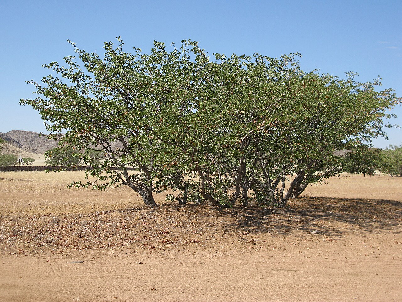 Hunting habitat landscape — South Africa Buffalo Plains — 10 Days, South Africa hunt package